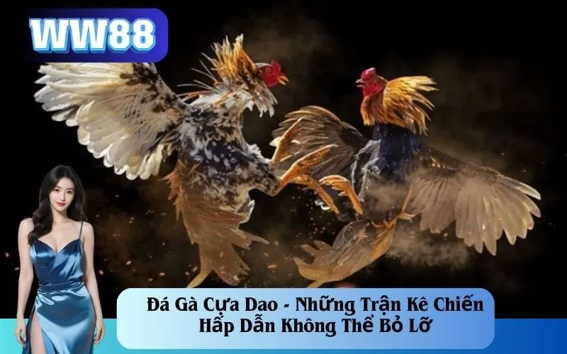 Đá Gà Cựa Dao - Những Trận Kê Chiến Hấp Dẫn Không Thể Bỏ Lỡ