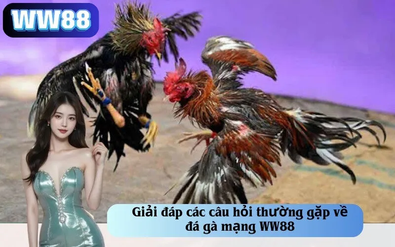 Giải đáp các câu hỏi thường gặp về đá gà mạng WW88