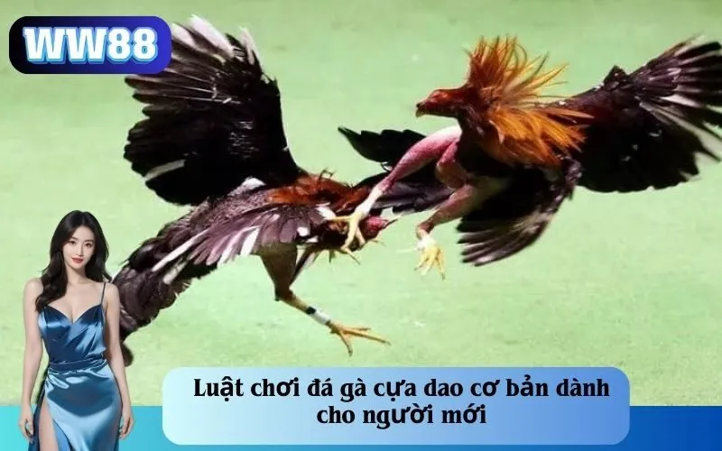 Luật chơi đá gà cựa dao cơ bản dành cho người mới