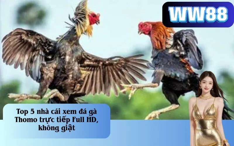 Top 5 nhà cái xem đá gà Thomo trực tiếp Full HD, không giật